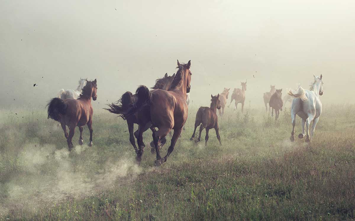 A herd of horses runs through a misty field, kicking up dust as they move.